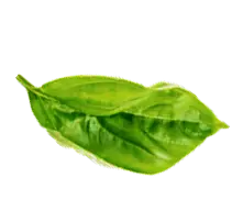 green leaf